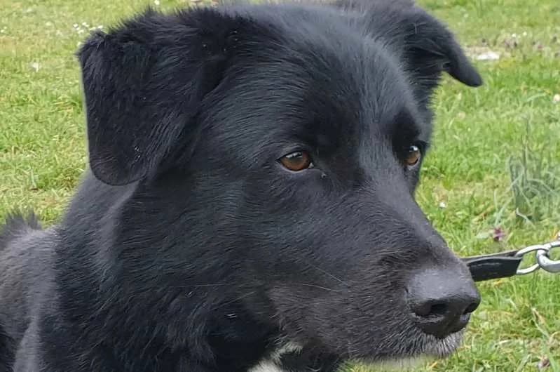 Cody, schwarz male senior Border Collie for adoption at Tierheim Delitzsch, Delitzsch