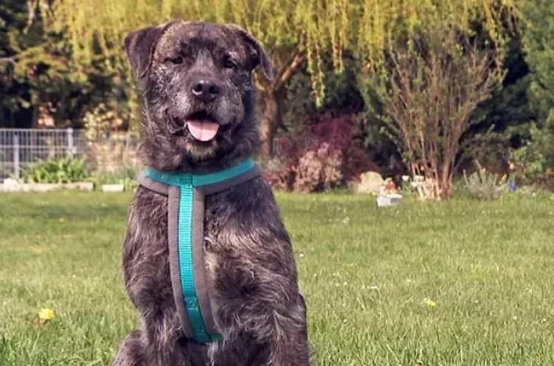 Hagred, male senior Mixed Breed for adoption at Tierheim Delitzsch, Delitzsch