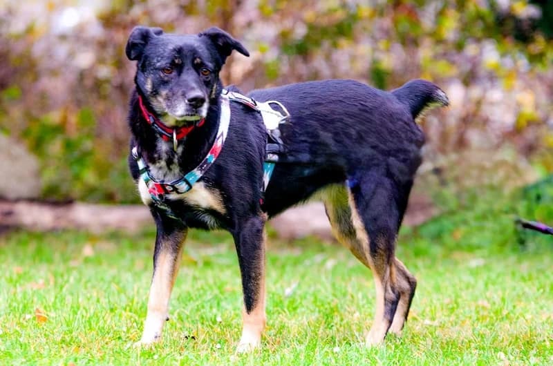 Mia, female 4yo Mixed Breed for adoption at Tierheim Delitzsch, Delitzsch