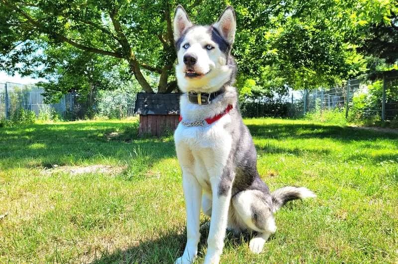 Luca, male 5yo Husky for adoption at Tierheim Delitzsch, Delitzsch