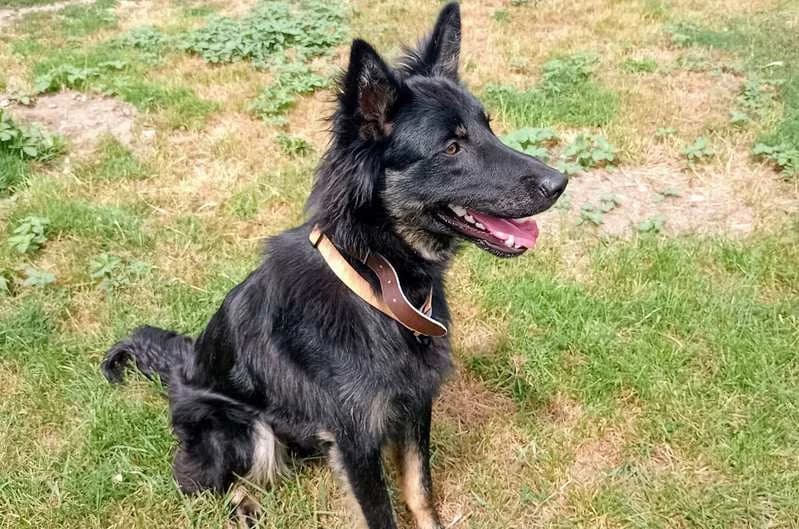 Spike, male senior mixed breed for adoption at Tierheim Delitzsch, Delitzsch