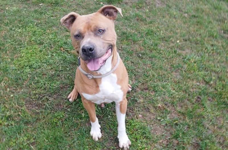 Hector, male senior mixed breed for adoption at Tierheim Delitzsch, Delitzsch