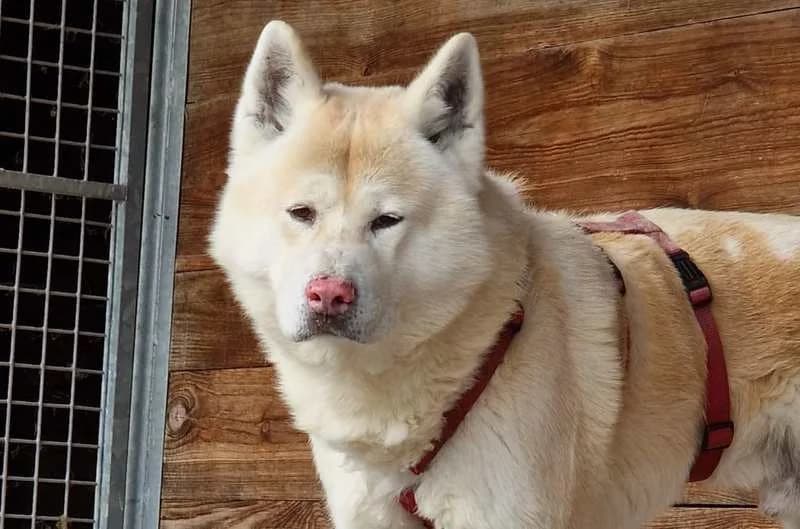 Takeru, male Akita for adoption at Tierheim Delitzsch, Delitzsch