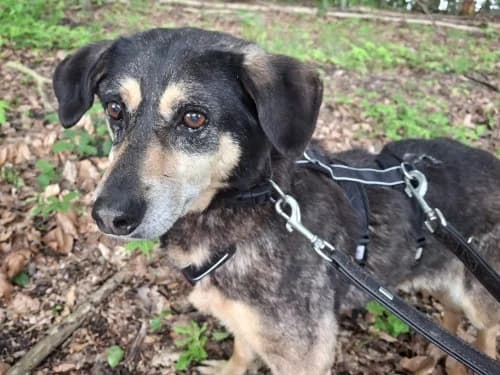 Lena, female senior Mixed Breed for adoption at Tierheim Detmold, Detmold