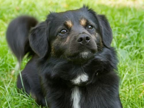 Rambo,  senior Mixed Breed for adoption at Tierheim Detmold, Detmold