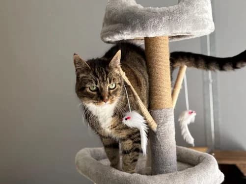 Minka, female senior Mixed Breed for adoption at Tierheim Detmold, Detmold