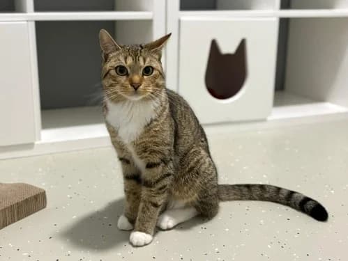 Jonny, male Mixed Breed for adoption at Tierheim Detmold, Detmold