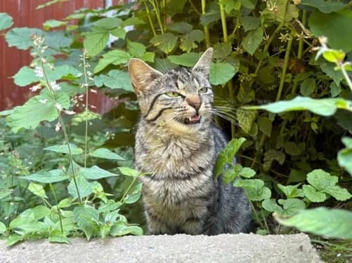 Erna, female Mixed Breed for adoption at Tierheim Detmold, Detmold