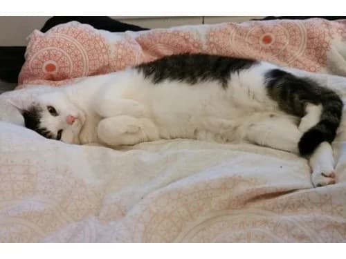 Hank, male Mixed Breed for adoption at Tierheim Detmold, Detmold