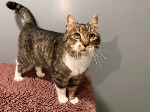 Kitty, female senior Mixed Breed for adoption at Tierheim Detmold, Detmold