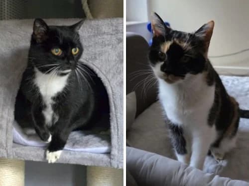 Sunny und Baby, female Mixed Breed for adoption at Tierheim Detmold, Detmold
