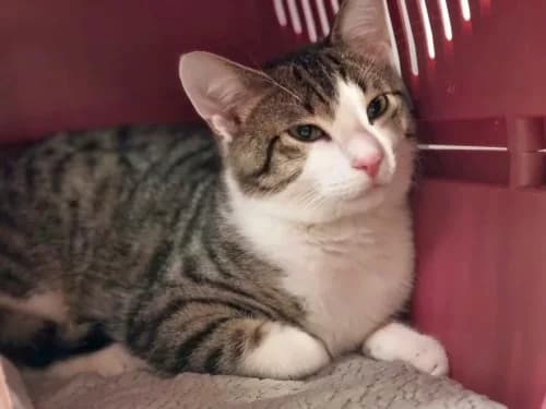 Kevin, male Mixed Breed for adoption at Tierheim Detmold, Detmold