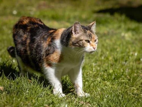 Lilo, female senior Mixed Breed for adoption at Tierheim Detmold, Detmold