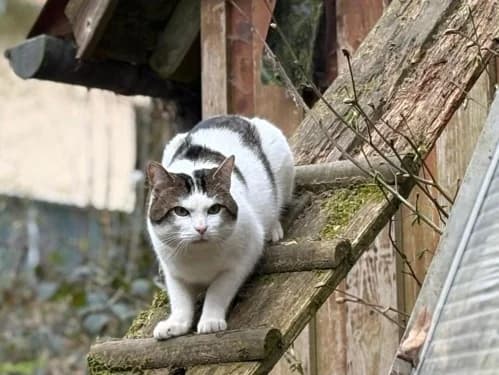 Carlo, Mixed Breed (Tierheim Detmold)