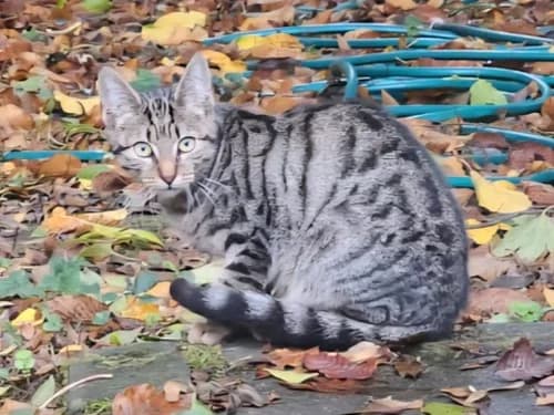 Franklin, Mixed Breed (Tierheim Detmold)