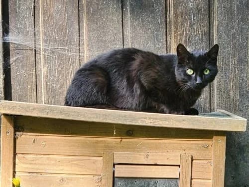 Blacky, Mixed Breed (Tierheim Detmold)