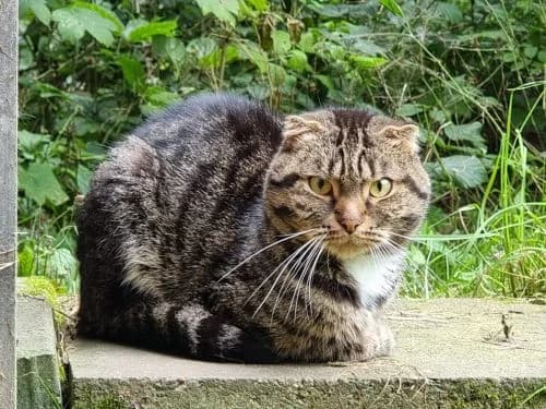Scotty, male 7yo Mixed Breed for adoption at Tierheim Detmold, Detmold
