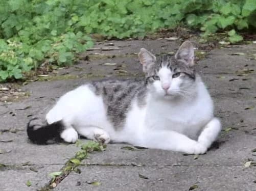Twister, male 3yo Mixed Breed for adoption at Tierheim Detmold, Detmold