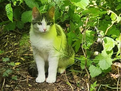 Donald, male 3yo Mixed Breed for adoption at Tierheim Detmold, Detmold