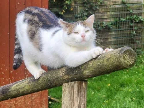 Snowflake, female 3yo Mixed Breed for adoption at Tierheim Detmold, Detmold