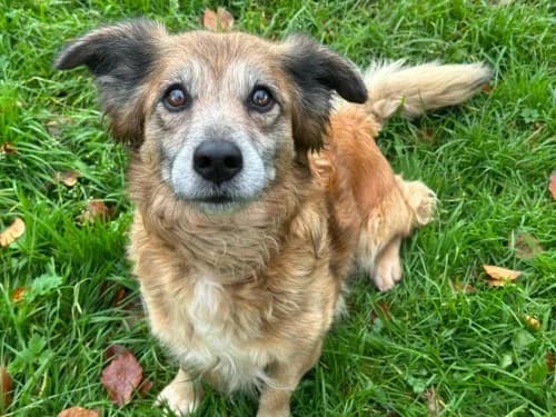Kira, Mixed Breed (Tierheim Detmold)