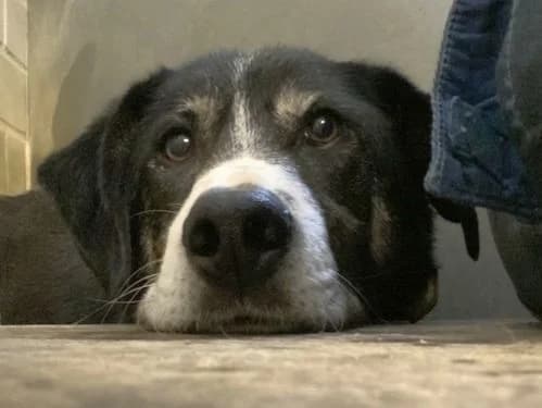 Ian,  senior Mixed Breed for adoption at Tierheim Detmold, Detmold