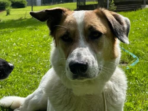 Nicky,  4yo Mixed Breed for adoption at Tierheim Detmold, Detmold