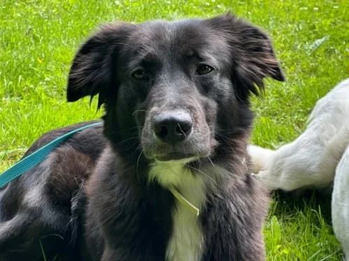 Lexie, female 4yo Mixed Breed for adoption at Tierheim Detmold, Detmold