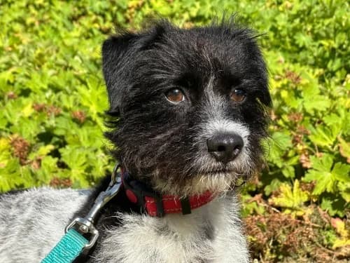 Nugget,  young Mixed Breed for adoption at Tierheim Detmold, Detmold