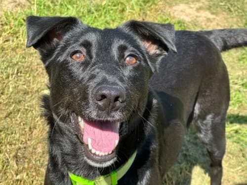 Solveig,  young Mixed Breed for adoption at Tierheim Detmold, Detmold