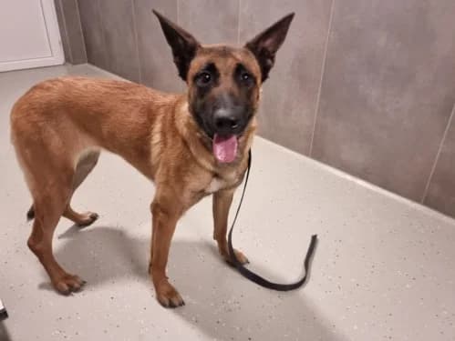 Ginny, female young Mixed Breed for adoption at Tierheim Detmold, Detmold