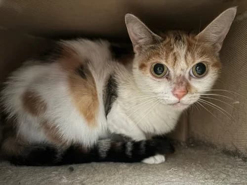 Fenja, female young Mixed Breed for adoption at Tierheim Detmold, Detmold