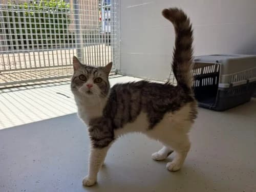 Andrea, female senior Mixed Breed for adoption at Tierheim Detmold, Detmold