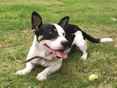 Snoopy,  young Mixed Breed for adoption at Tierheim Detmold, Detmold