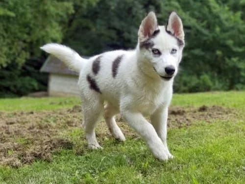 Nymeria, female Mixed Breed for adoption at Tierheim Detmold, Detmold