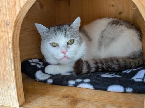 Alfred, male senior Mixed Breed for adoption at Tierheim Detmold, Detmold