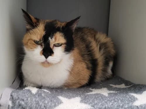 Sina, female 7yo Mixed Breed for adoption at Tierheim Detmold, Detmold