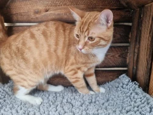 Max, male 3yo Mixed Breed for adoption at Tierheim Detmold, Detmold