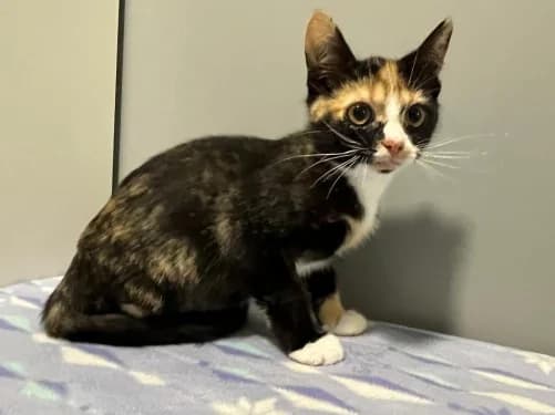 Ingrid (und Cranberry), female Mixed Breed for adoption at Tierheim Detmold, Detmold