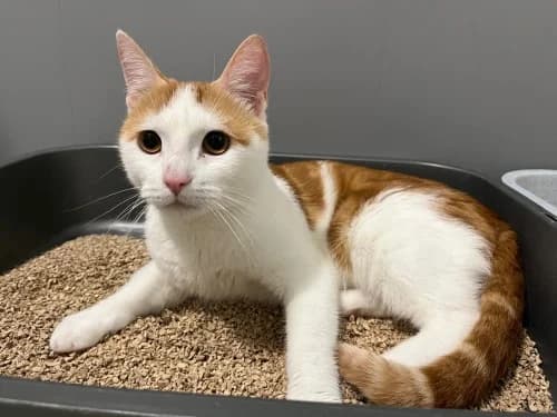 Theo, male young Mixed Breed for adoption at Tierheim Detmold, Detmold