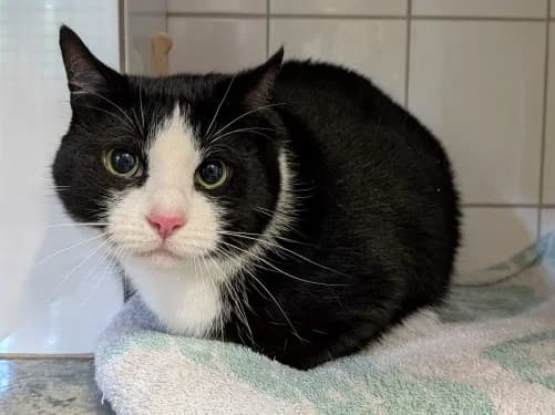 Tom und Karlo, male Mixed Breed for adoption at Tierheim Detmold, Detmold