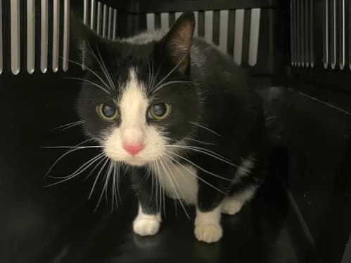 Karlo und Tom, male Mixed Breed for adoption at Tierheim Detmold, Detmold