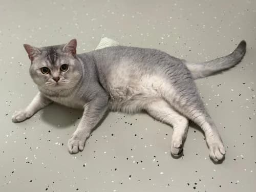 Chopper, male Mixed Breed for adoption at Tierheim Detmold, Detmold