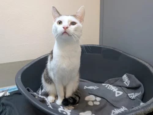 Amigo und Andra,  Mixed Breed for adoption at Tierheim Detmold, Detmold