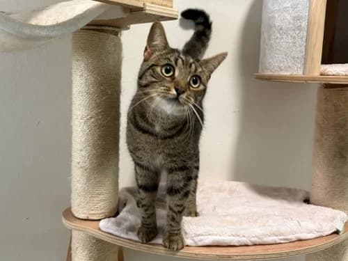 Master, male young Mixed Breed for adoption at Tierheim Detmold, Detmold
