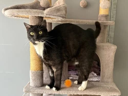 Mucki, female 4yo Mixed Breed for adoption at Tierheim Detmold, Detmold