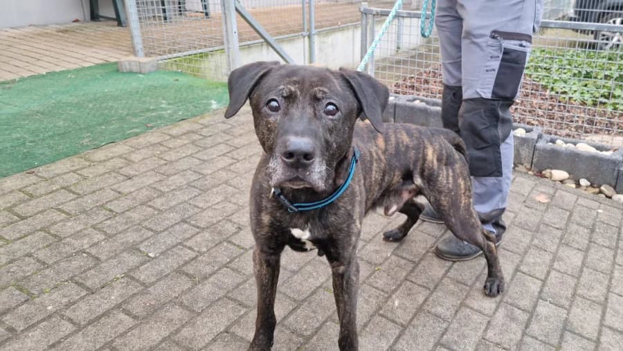 Kovo, male senior Mixed Breed for adoption at Hedwig-Trampert-Tierheim Dillingen, Dillingen