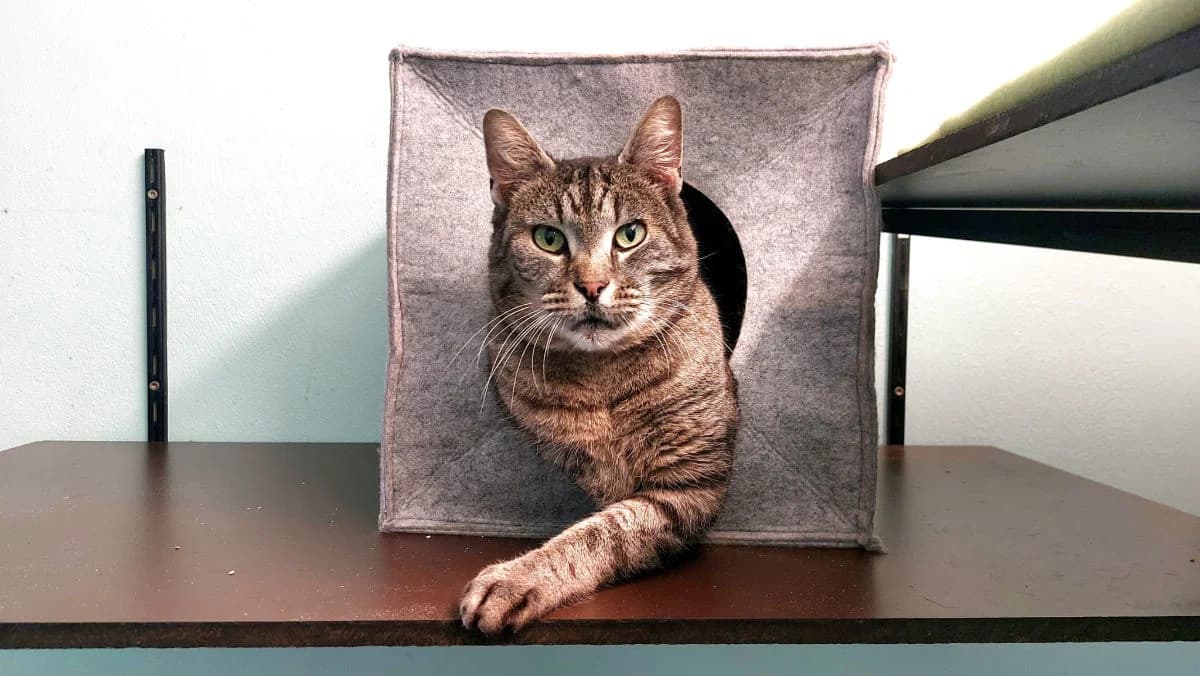 Ruppert-Mäxchen, male Mixed Breed for adoption at Hedwig-Trampert-Tierheim Dillingen, Dillingen