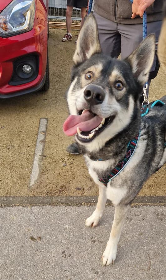 Simba, male 3yo Mixed Breed for adoption at Hedwig-Trampert-Tierheim Dillingen, Dillingen