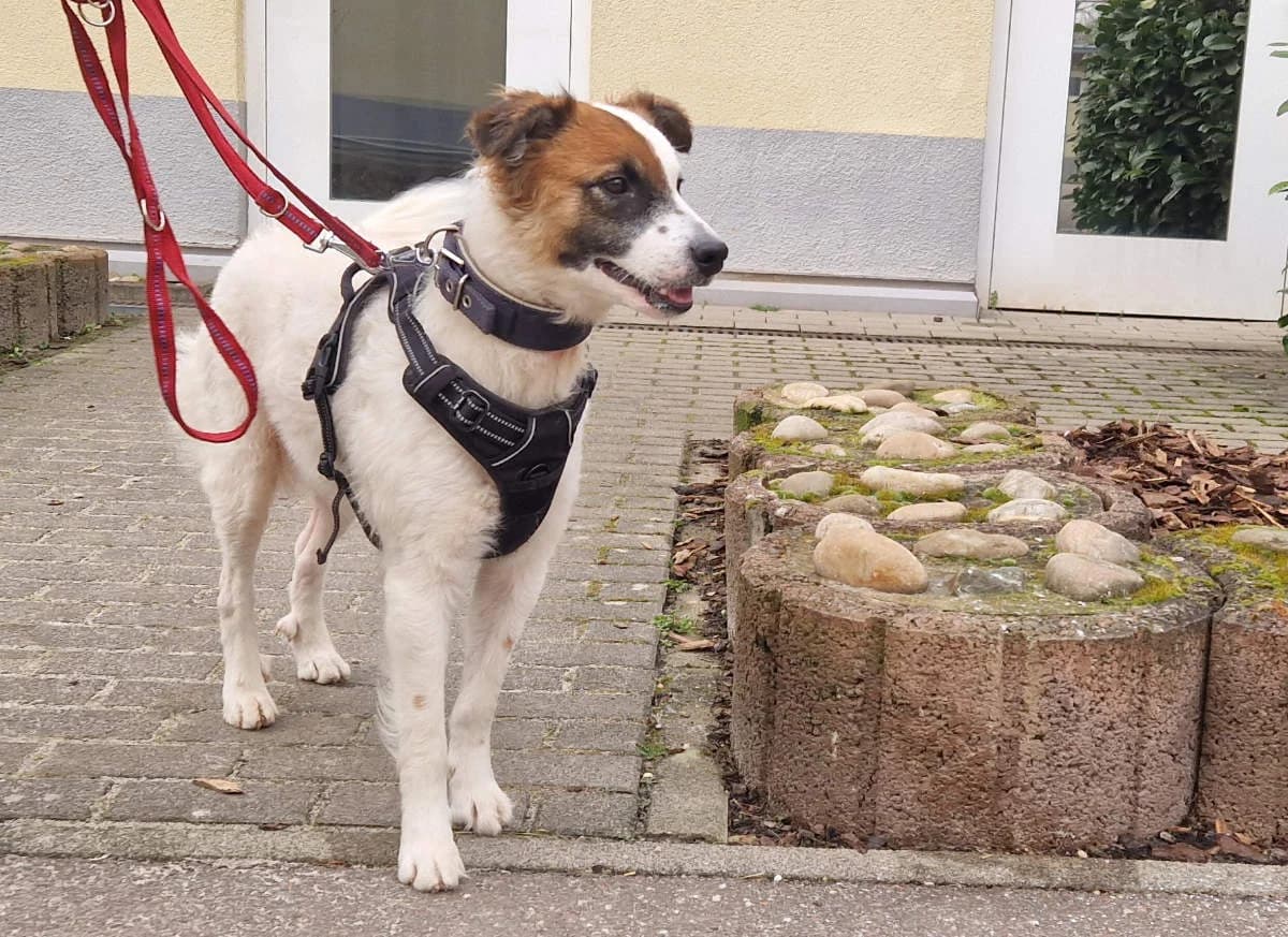 Bella, male young Mixed Breed for adoption at Hedwig-Trampert-Tierheim Dillingen, Dillingen